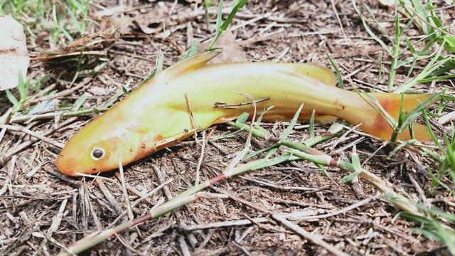 黄河野钓黄辣丁遭遇“空军”！钓鱼行家“四个字”解释原因