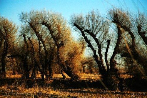 怪柳，是挣扎在泥土里的梦