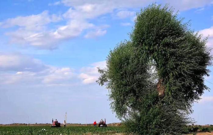 怪柳，是挣扎在泥土里的梦