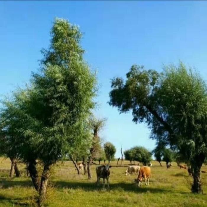 怪柳，是挣扎在泥土里的梦