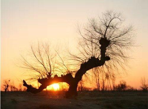 怪柳，是挣扎在泥土里的梦