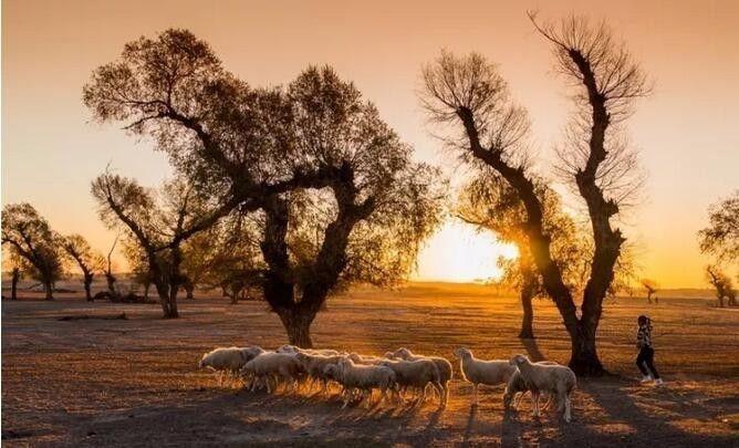 怪柳，是挣扎在泥土里的梦