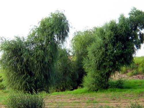 怪柳，是挣扎在泥土里的梦