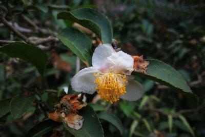 ​王寿山上茶树花开，回味客家人和哈尼族人的自制酽茶