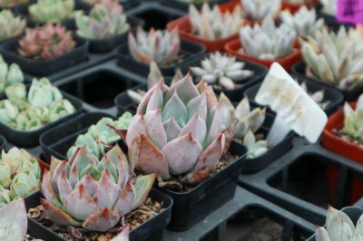 ​多肉种子如何催芽