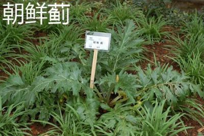 ​朝鲜蓟和水飞蓟的区别