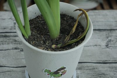 ​风信子的功效与作用