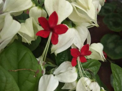 ​龙吐珠花有毒吗，能养在室内吗？