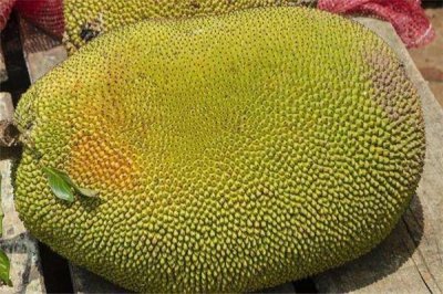 ​世界上最大的菠萝蜜，重量达69斤