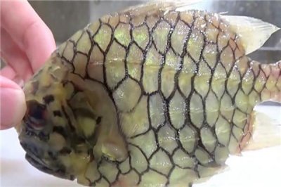 ​世界上最坚硬的鱼，松球鱼煮不烂剪不开