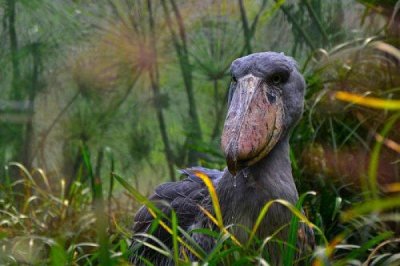 ​世界上现存头最大的鸟，鲸头鹳乃鳄鱼的天敌