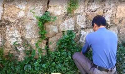 ​长在屋后的这种野菜很好吃，爆炒一下嫩滑美味，营养比一般蔬菜高