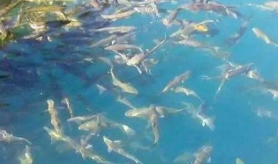 ​高原湖泊中的一野味，一到夏季就出现，一次能有上万只