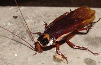 ​世界上现存最古老的昆虫，蟑螂已存在3亿年