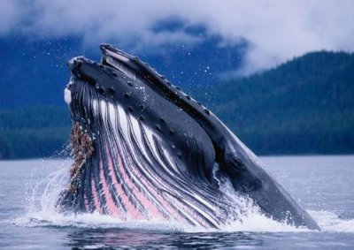 ​世界上最大的吃货，蓝鲸一天可吃5吨食物