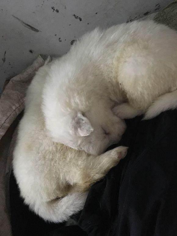 当主人不从巨型阿拉的时候，这货竟做出这种表情来吓主人！真凶！