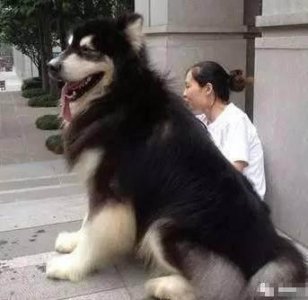 ​当主人不从巨型阿拉的时候，这货竟做出这种表情来吓主人！真凶！