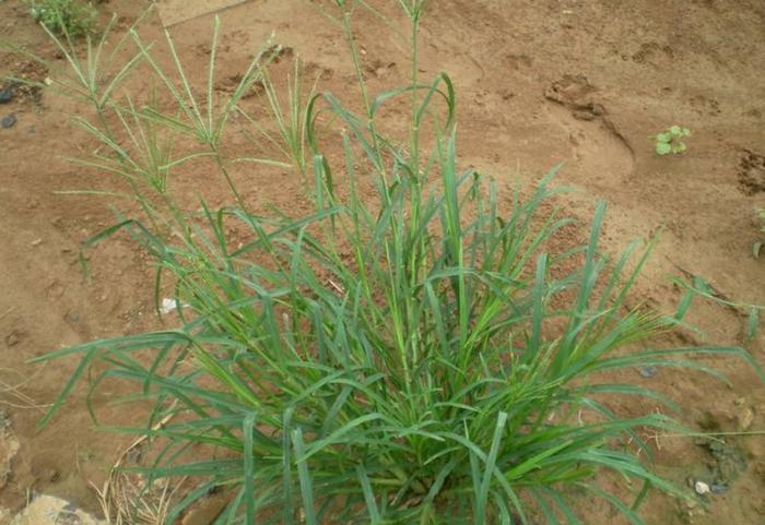 立秋后“三棱草”长得茂盛，祛风除湿正当时，不花钱还很使！