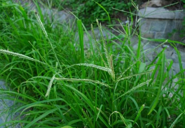 立秋后“三棱草”长得茂盛，祛风除湿正当时，不花钱还很使！