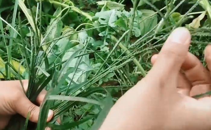 立秋后“三棱草”长得茂盛，祛风除湿正当时，不花钱还很使！