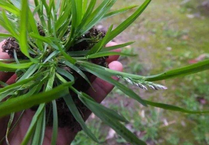 立秋后“三棱草”长得茂盛，祛风除湿正当时，不花钱还很使！