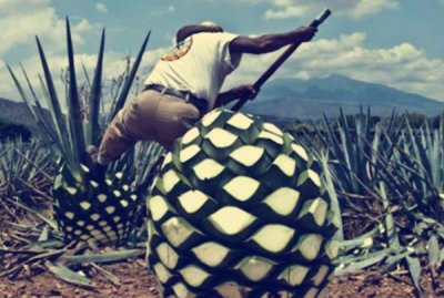 ​世界上最大的果子，龙蛇兰果重达上百斤