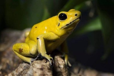 ​世界上最毒的青蛙，黄金箭毒蛙体长不超5厘米