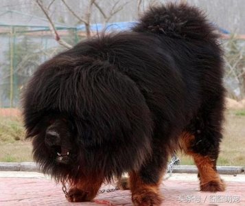 ​世界上最大的藏獒，巨獒比尔身价高达三千万
