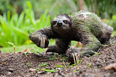 ​世界上最懒的动物：树懒比乌龟还慢半拍