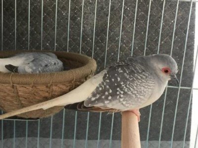 ​世界上最小的鸽子，雪鸽体型和麻雀差不多