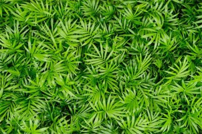 ​袖珍椰子怎么过冬