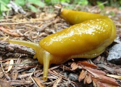 ​世界上十大最慢的动物，排名第一是香蕉蛞蝓