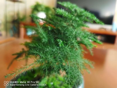 ​云竹盆景怎么养