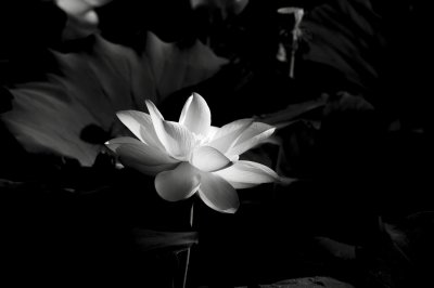 ​观赏荷花的种植方法