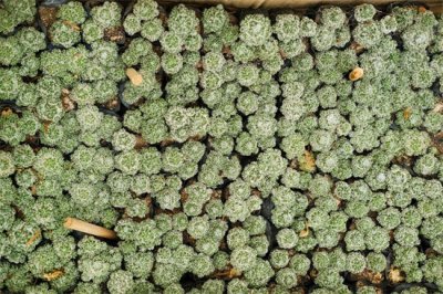 ​仙人球兜怎么浇水