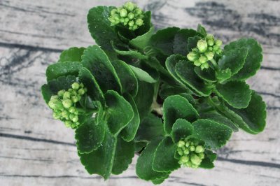 ​不会养长寿花？做好这五点，年年开爆盆！