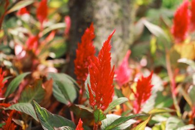 ​鸡冠花可以吃吗