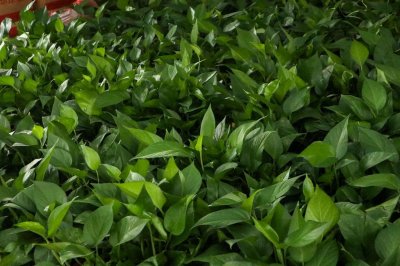 ​绿萝怎么养才能爆盆