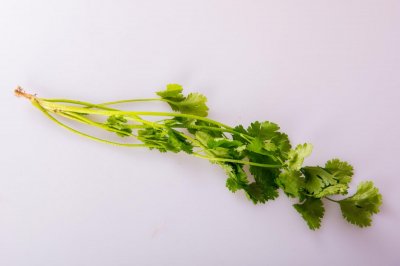 ​怎么种香菜出苗快