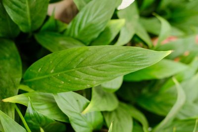 ​白掌如何繁殖