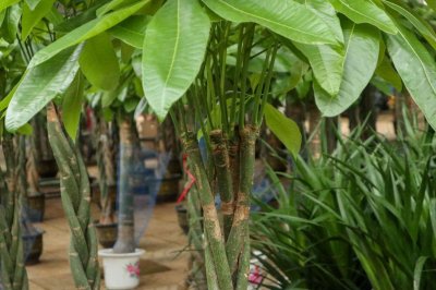 ​视频：发财树绿萝夏天这样浇水，叶子绿出油！