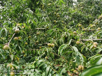 ​桃子和什么不能一起吃