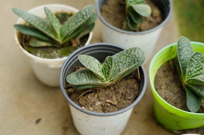 ​子宝的繁殖方式有哪些