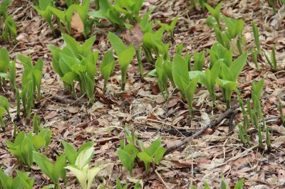 ​玉簪花适合室内养吗