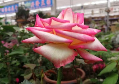 ​月季能嫁接在什么树上