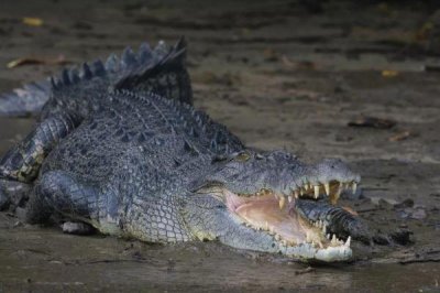 ​鳄鱼中体型最大的物种，咸水鳄体长可达7米