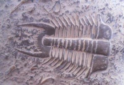 ​哈佛大学创办人