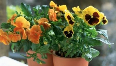 ​佛山国盛陶瓷国盛陶瓷属于几线品牌