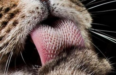 ​英短养不好？养猫高手直言试试这几种方法