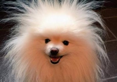 ​清道夫鱼缸凭空消失清道夫在鱼缸里起到什么作用